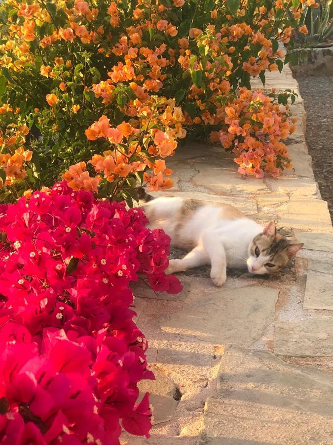 Luxus Tholos Bay エクステリア 写真